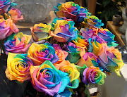 Rainbow Roses (bunch of rainbow roses for sale by gertrud)