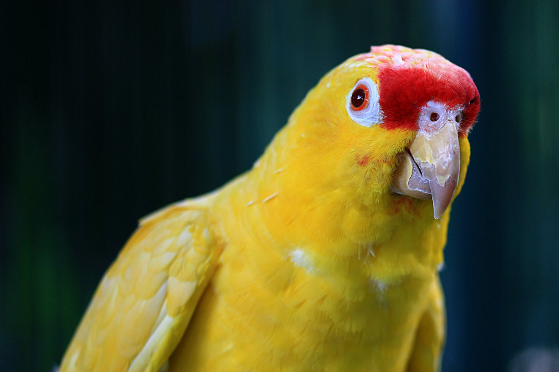 All Wallpapers Yellow Parrots