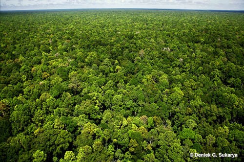 Pengkelasan Hutan Di Malaysia Berdasarkan Ciri Ekologi ~ Tinta bertatih