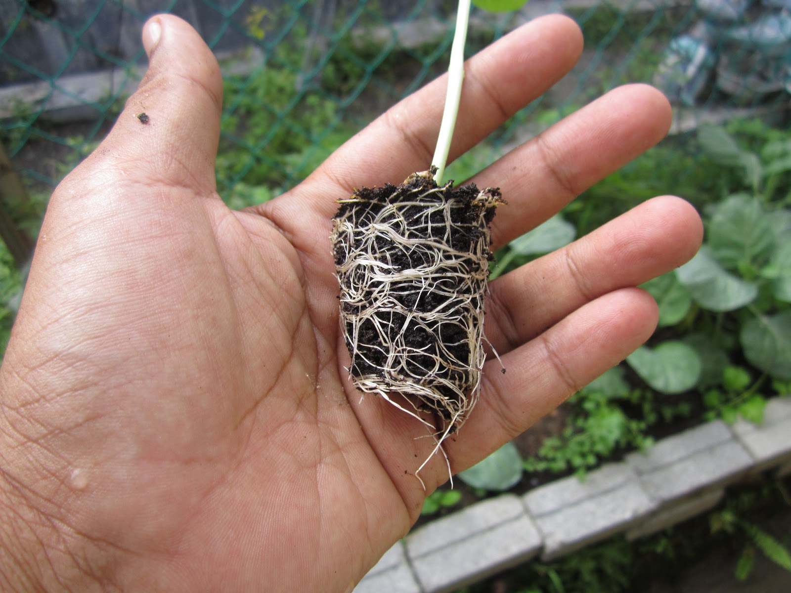 Tanamsendiri Com Grow Your Own Tanam Sendiri Bunga Telang