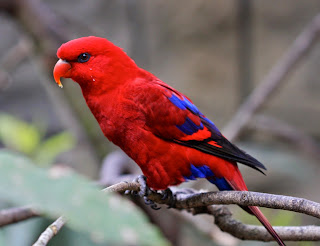 Red Lory