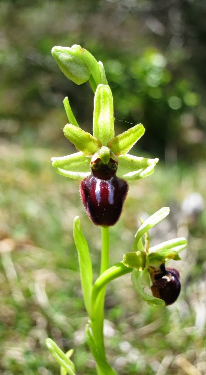 Résultat de recherche d'images pour "orchis araignée"