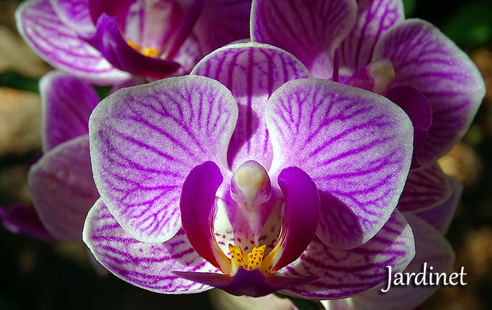 Cultivo de orquídea na pedra brita - Jardinet