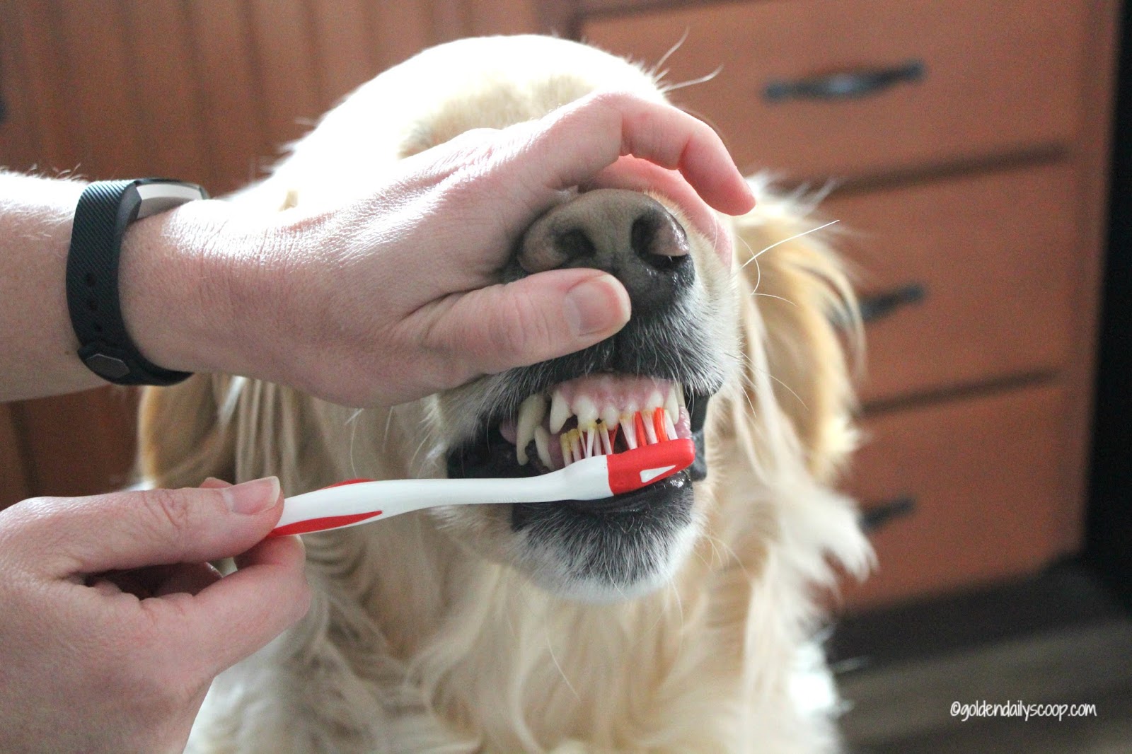DIY Homemade Dog Toothpaste