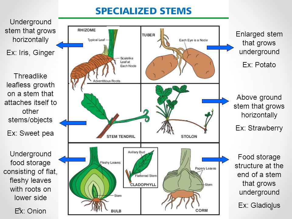 ข้อสอบวิทยาศาสตร์ สสวท. ปี 2558: ข้อ 1:BIOLOGY-PLANT-MODIFIED STEM PART