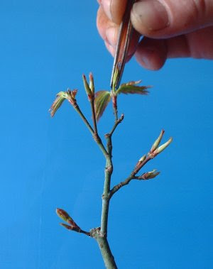 bonsai pinching