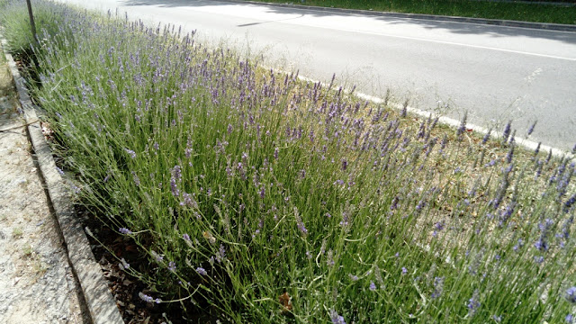 Lavanda (Lavandula angustifolia Mill.).