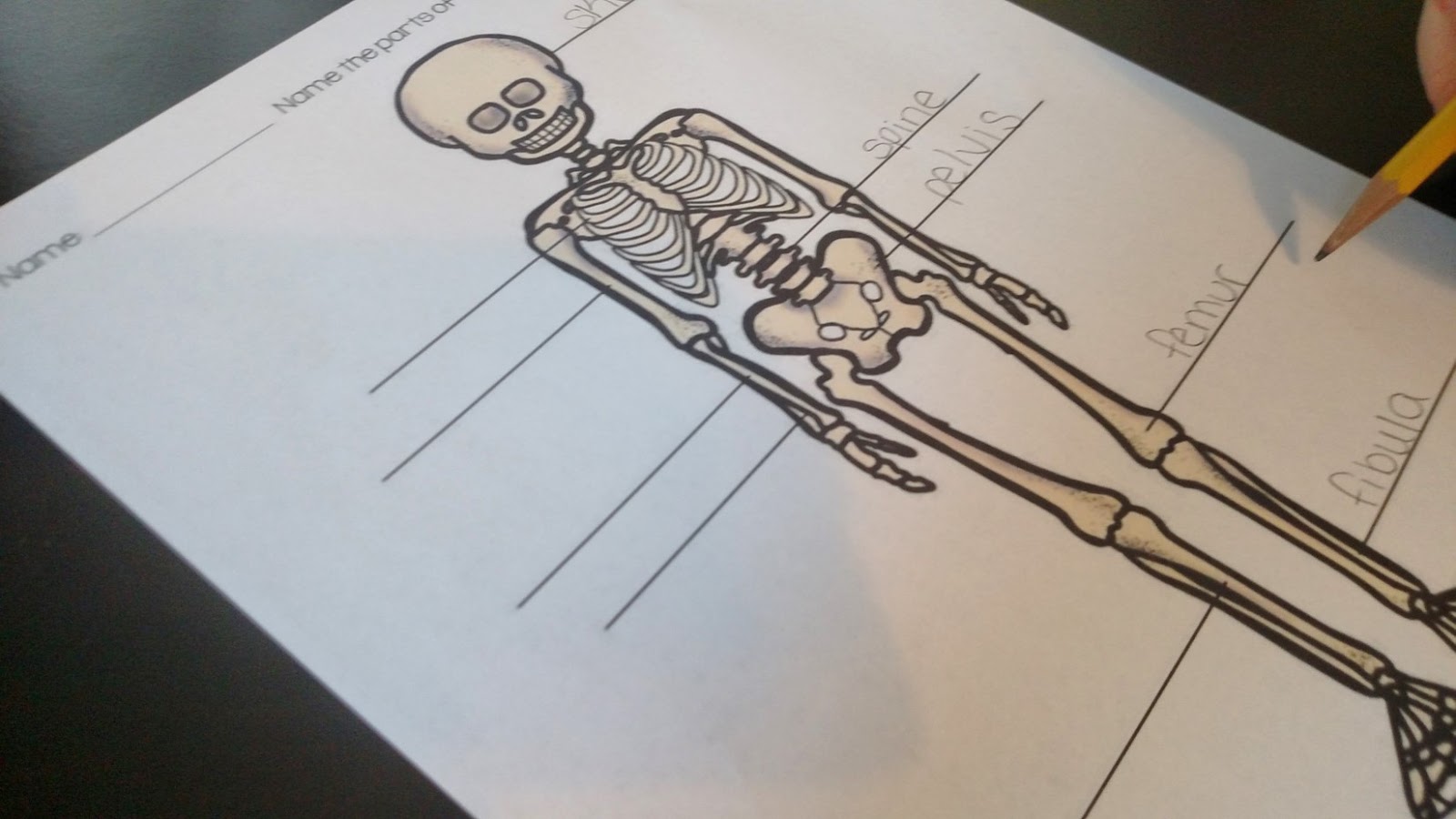 Thrifty in Third Grade: Skeletal System