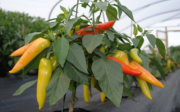 cara budidaya cabe merah pdf 