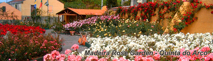 Madeira Rose Garden-English