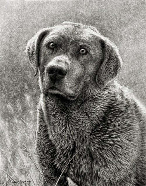 11-Charles-Black-Hyper-Realistic-Pencil-Drawings-of-Dogs-www-designstack-co