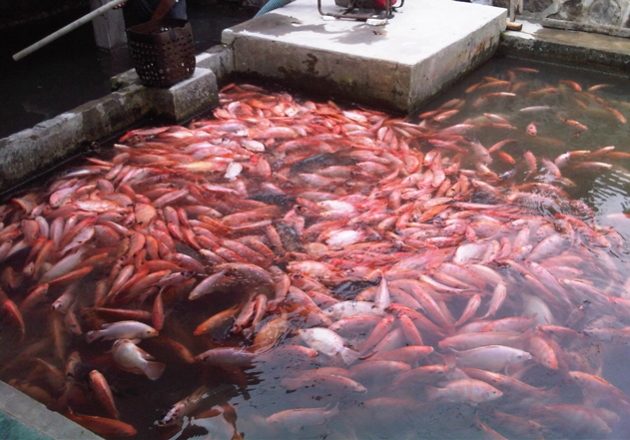 Supplier Jual Ikan Nila Bibit Dan Konsumsi Di Medan Sumatera