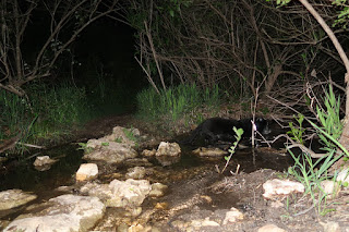 BeeGee cooling off at a creek crossing