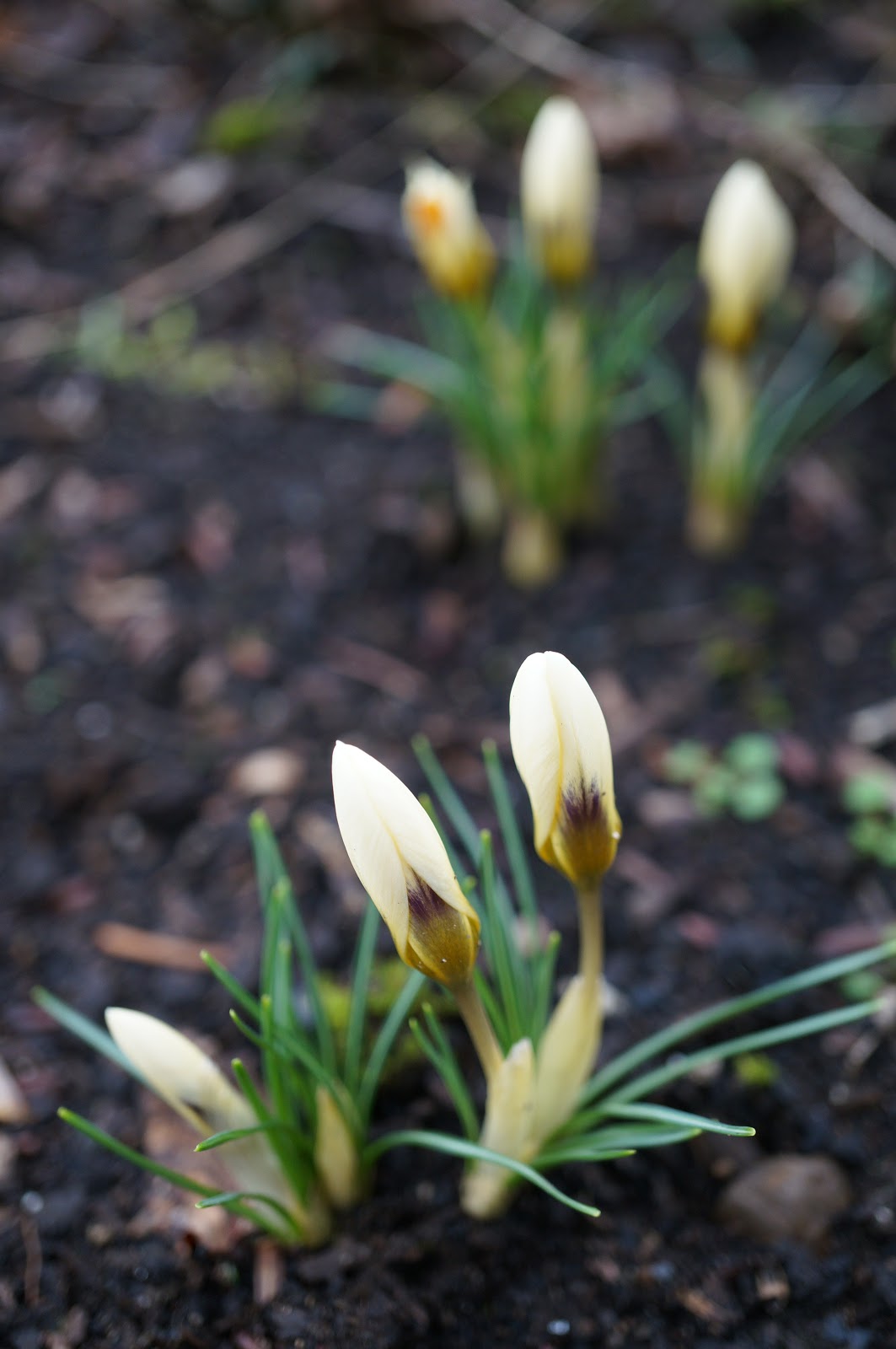 Whatsitgarden Late January blooming bulbs