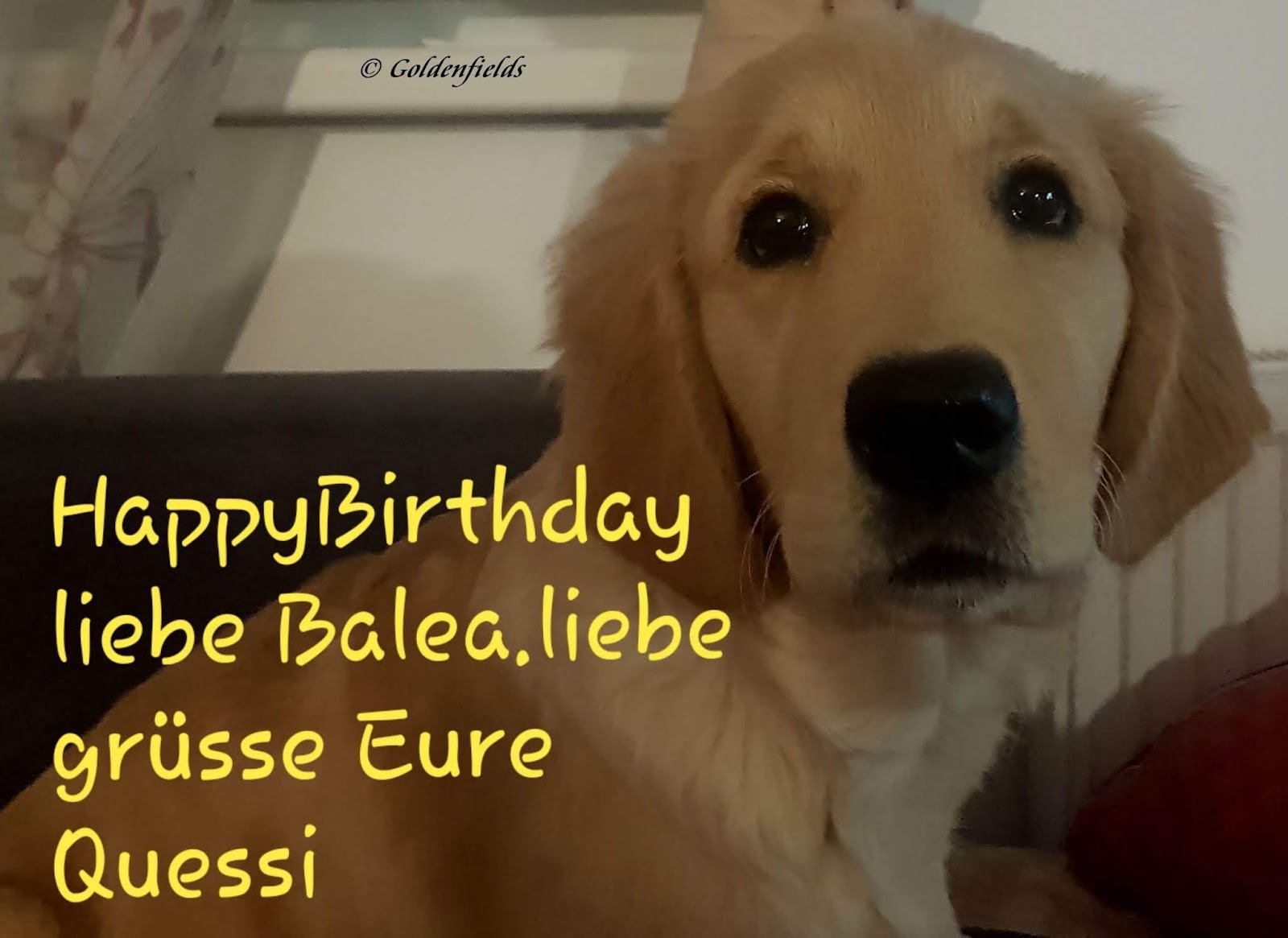 Goldwelpen Golden Retriever Welpen Familienzucht Februar 2019