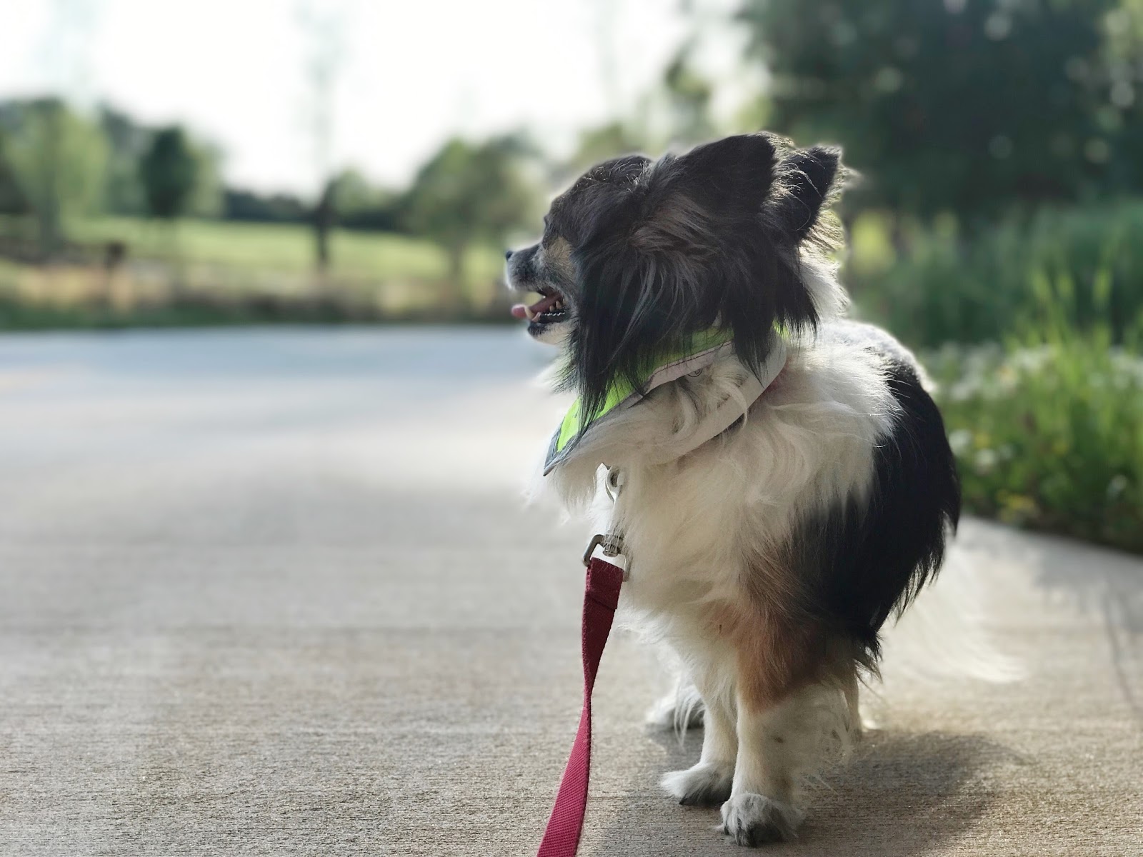 How to Keep Your Pup Safe When You're Out & About - A Paper Arrow
