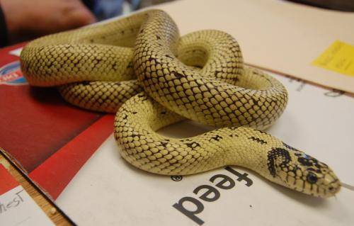 Snakes: Banana King Snake