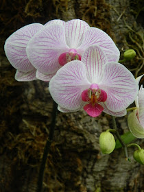 White and purple veined Phalaenopsis orchid at Allan Gardens Conservatory by garden muses-not another Toronto gardening blog