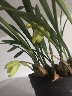 , Maxillaria Porphyrostele, diarid'orchidee