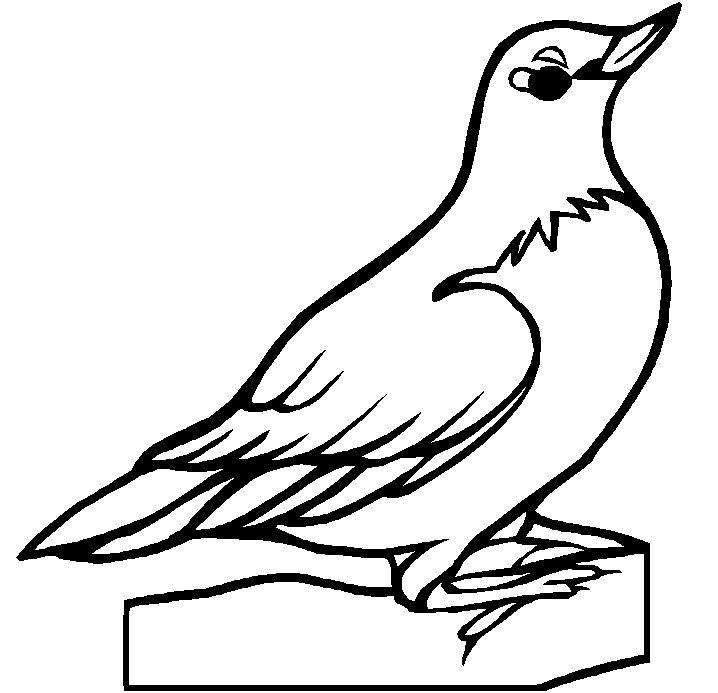 ga state bird coloring pages - photo #38