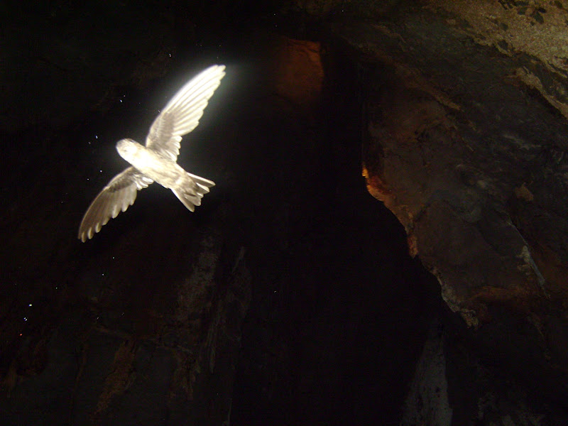 Journey To Life Puerto Princesa Underground River Tour