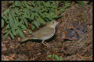 Image of an ovenbird