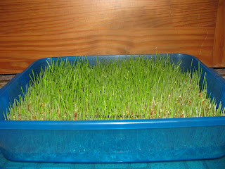 http://naturalchickenkeeping.blogspot.com/2012/12/easy-ways-to-sprout-seeds-for-your.html