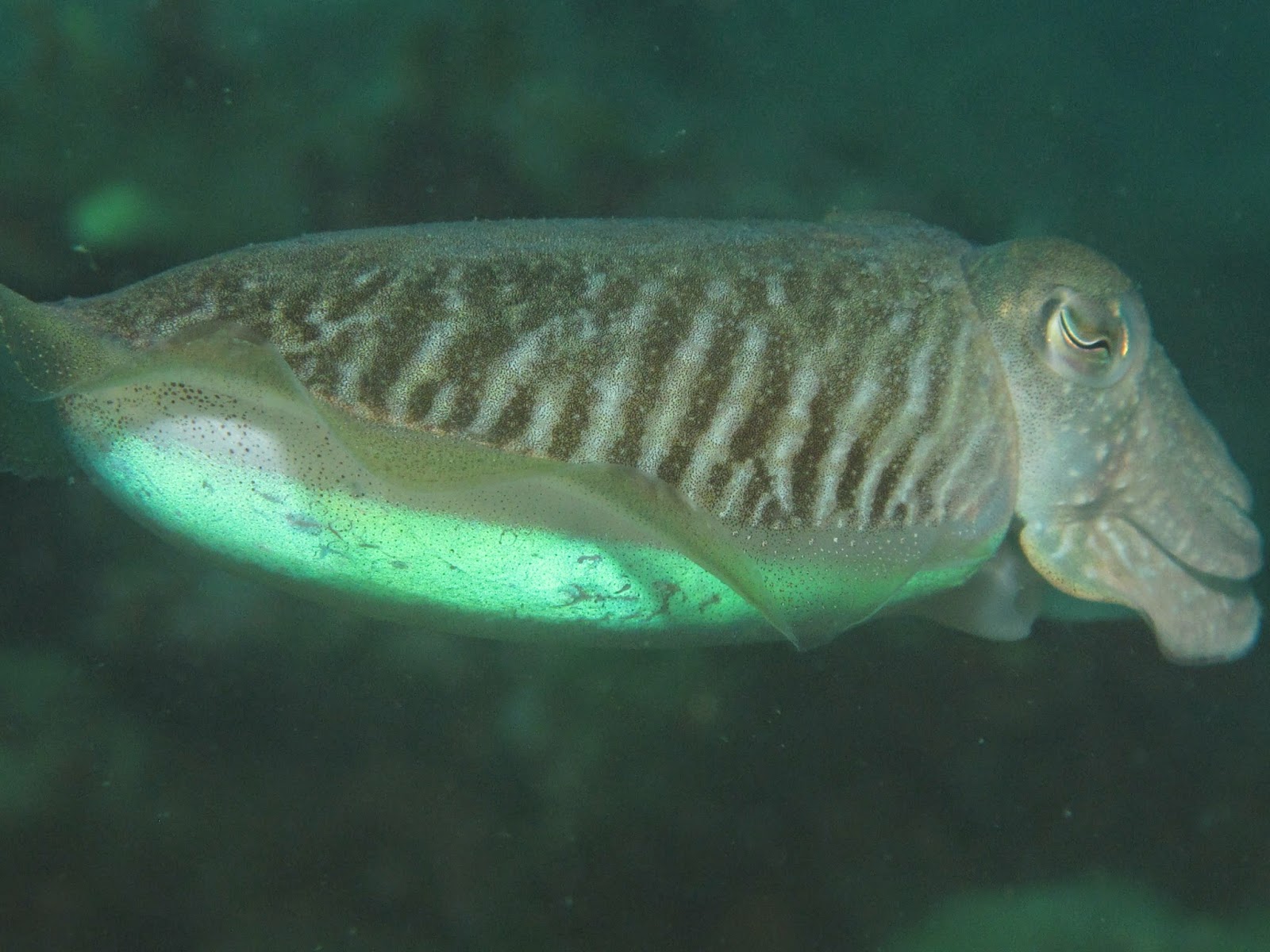 Iluminación Profunda: Sepia o Jibia (Cuttlefish)