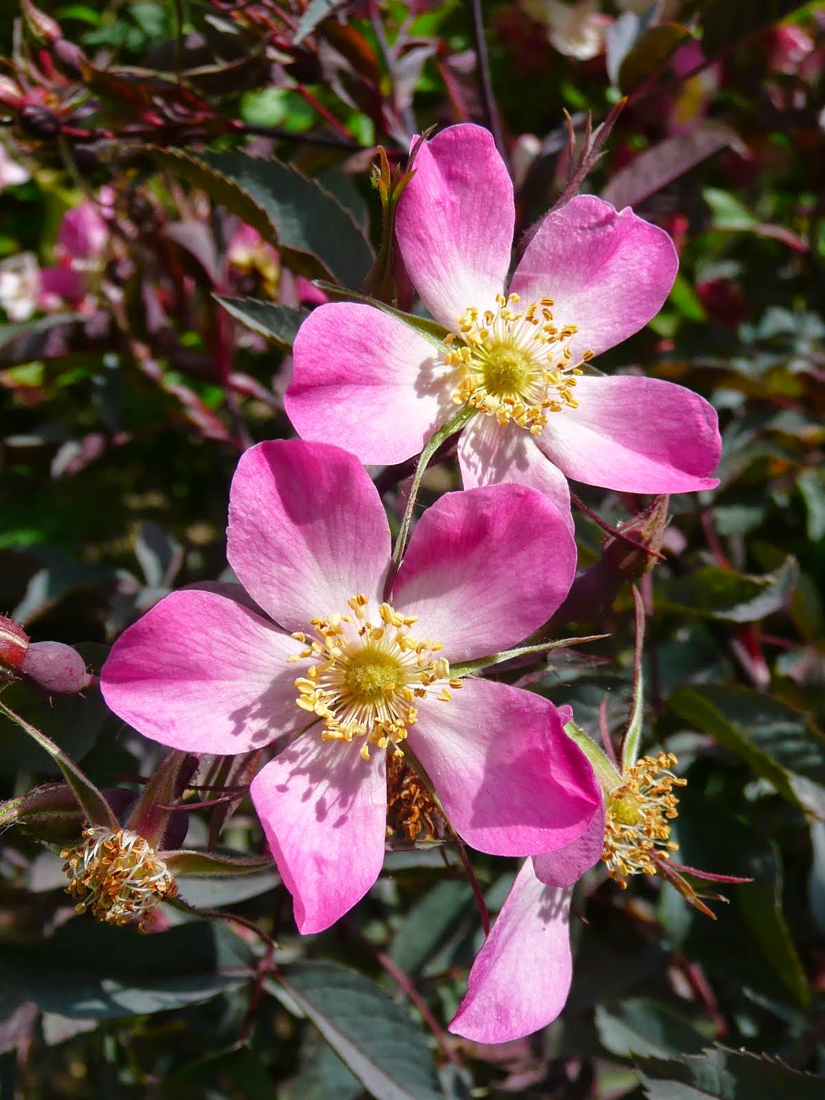 Rosa rubrifolia glauca