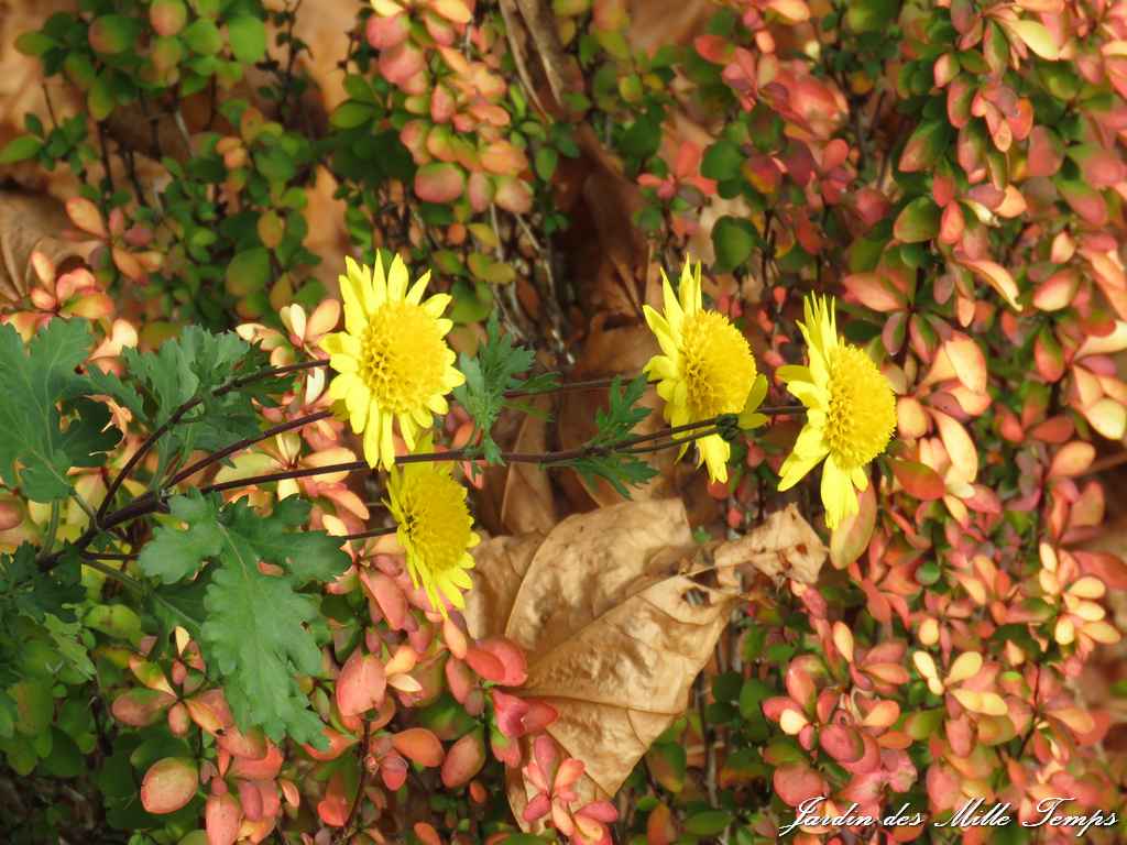 Les chrysanthèmes : un festival de couleurs au coeur de l'automne !
