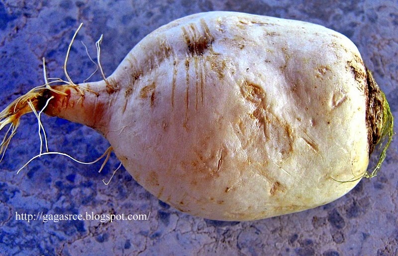 Kupus mrkva rotkva 3 1 1 kupus mrkva rotkva 3 1 1