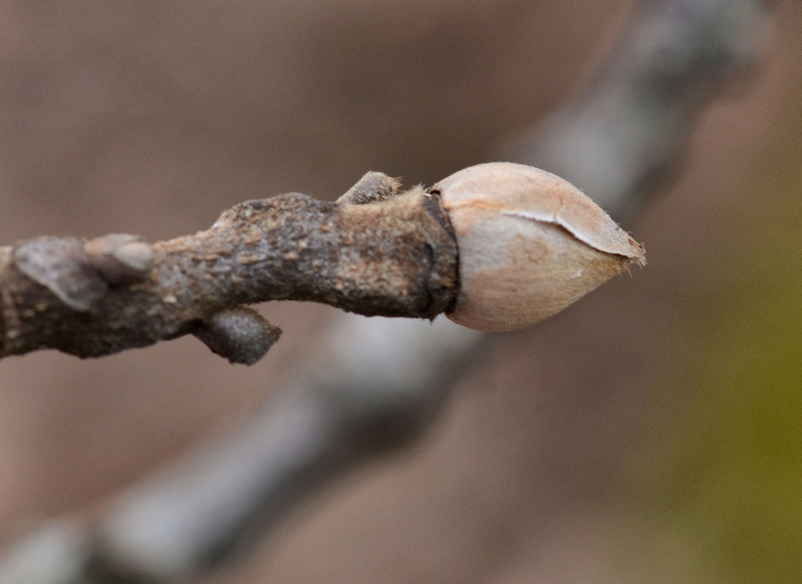 What Is A Terminal Bud
