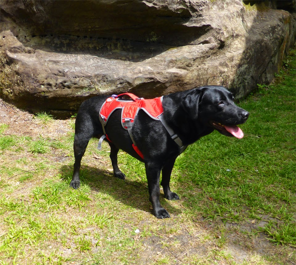 Real Climbing Reviews Outdoor Dog Gear