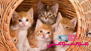تفسيـر حلم قطط والقطه فى المنام بالتفصيل تفسيـر حلم قطط والقطه فى المنام بالتفصيل