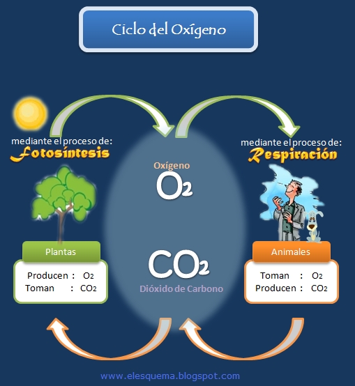 El Ciclo Del Oxígeno Esquemas Diagramas Gráficos Y Mapas Conceptuales