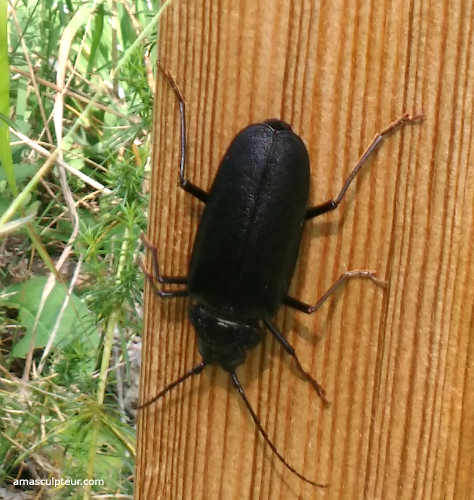 Gros insecte sur poteau en bois, fin de la balade ERGATE FABER sur poteau en bois, fin de la balade