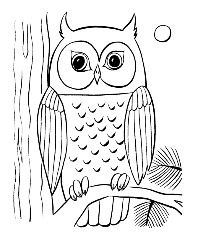 Owls Animal Coloring Pages Pictures