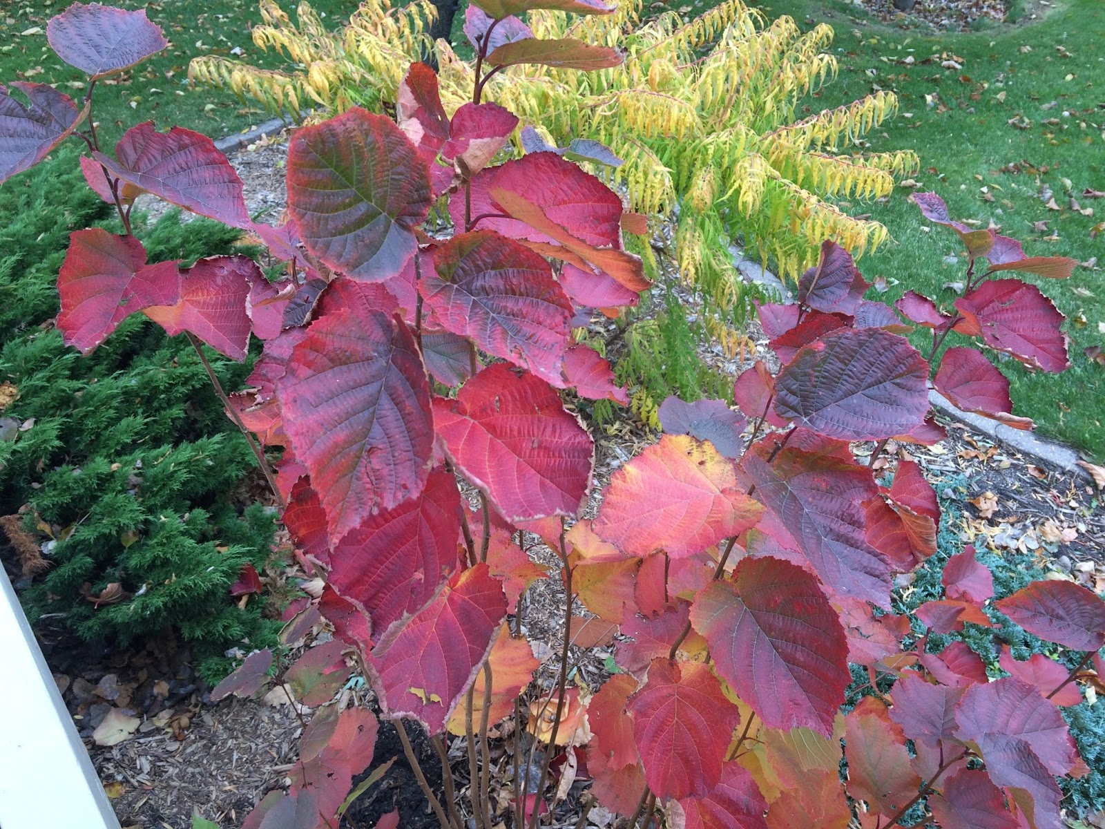 Riverbend Hazelnuts FALL COLORS & TREE LIKE HAZEL'S