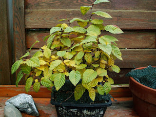 Bonsai Yamadori Hawthorn Shohin