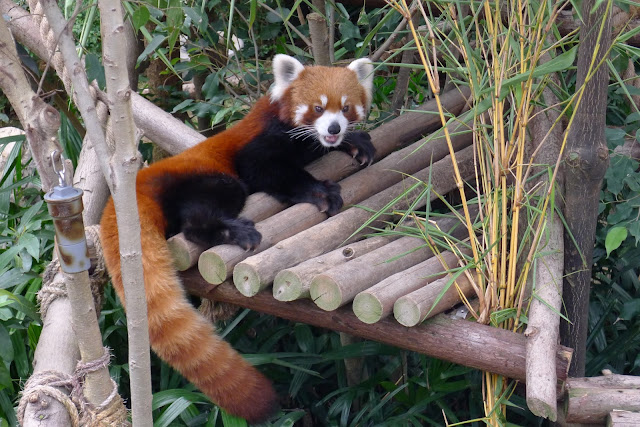 P1050558 Jalan-Jalan Terus: Hong Kong, Kota Megapolitan