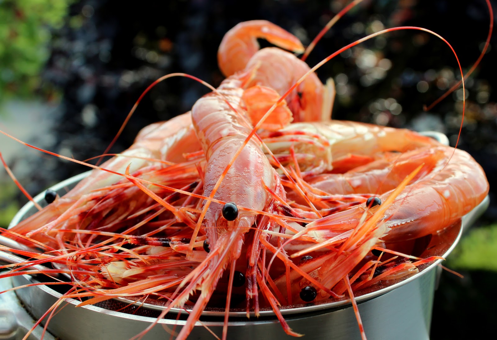 the-murray-chronicles-spot-prawns