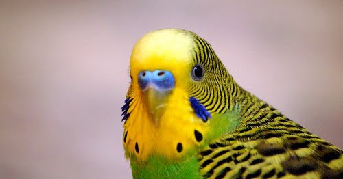 11+ Harga burung parkit australia albino terbaru