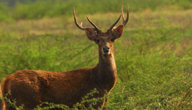 Jenis Jenis Hewan Rusa