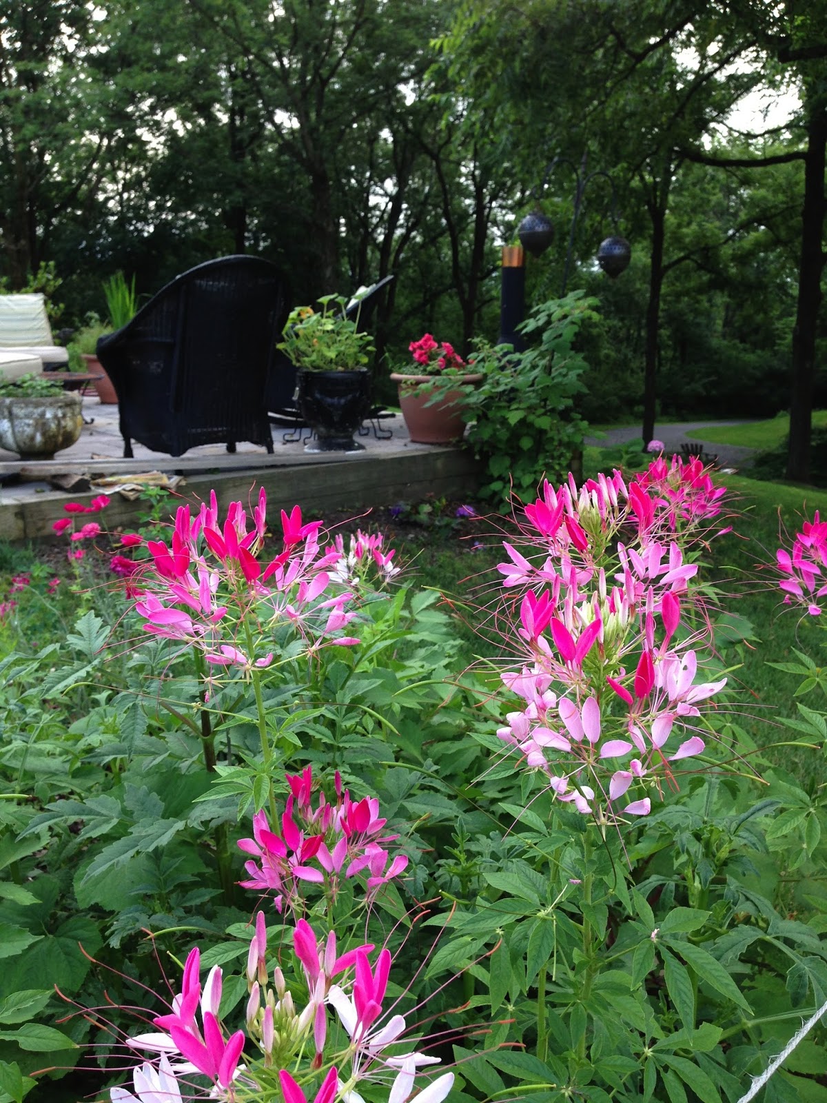 CRAFT & CONSUMPTION June & July Blooming Summer flowers (zone 6)