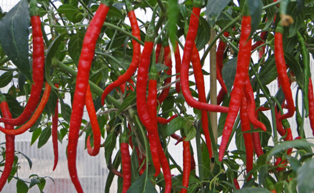 budidaya cabe keriting dalam pot