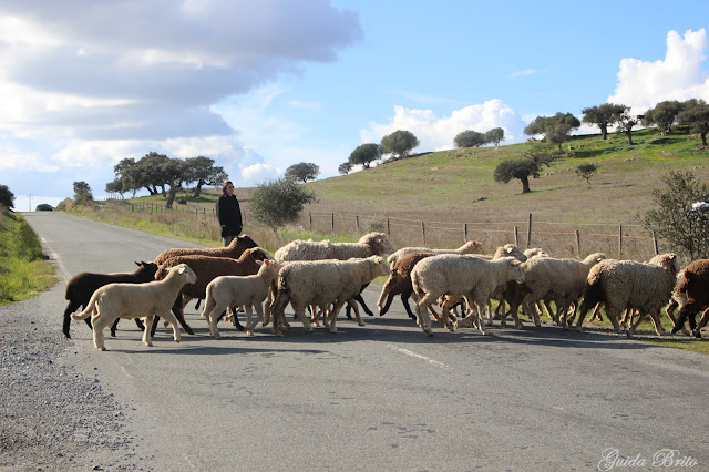 Ovelhas atravessam a estrada