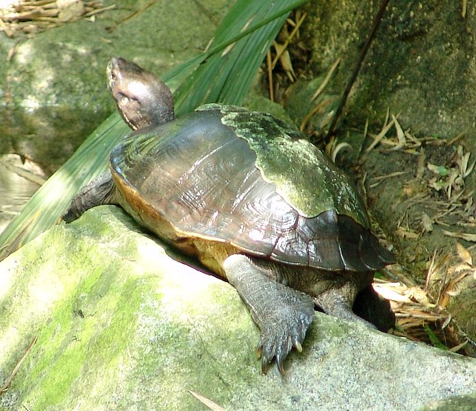 Turtle Pictures: Giant Asian pond turtle - Heosemys grandis