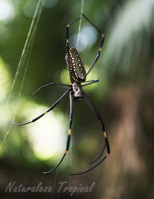Arañas: Araña Seda de Oro