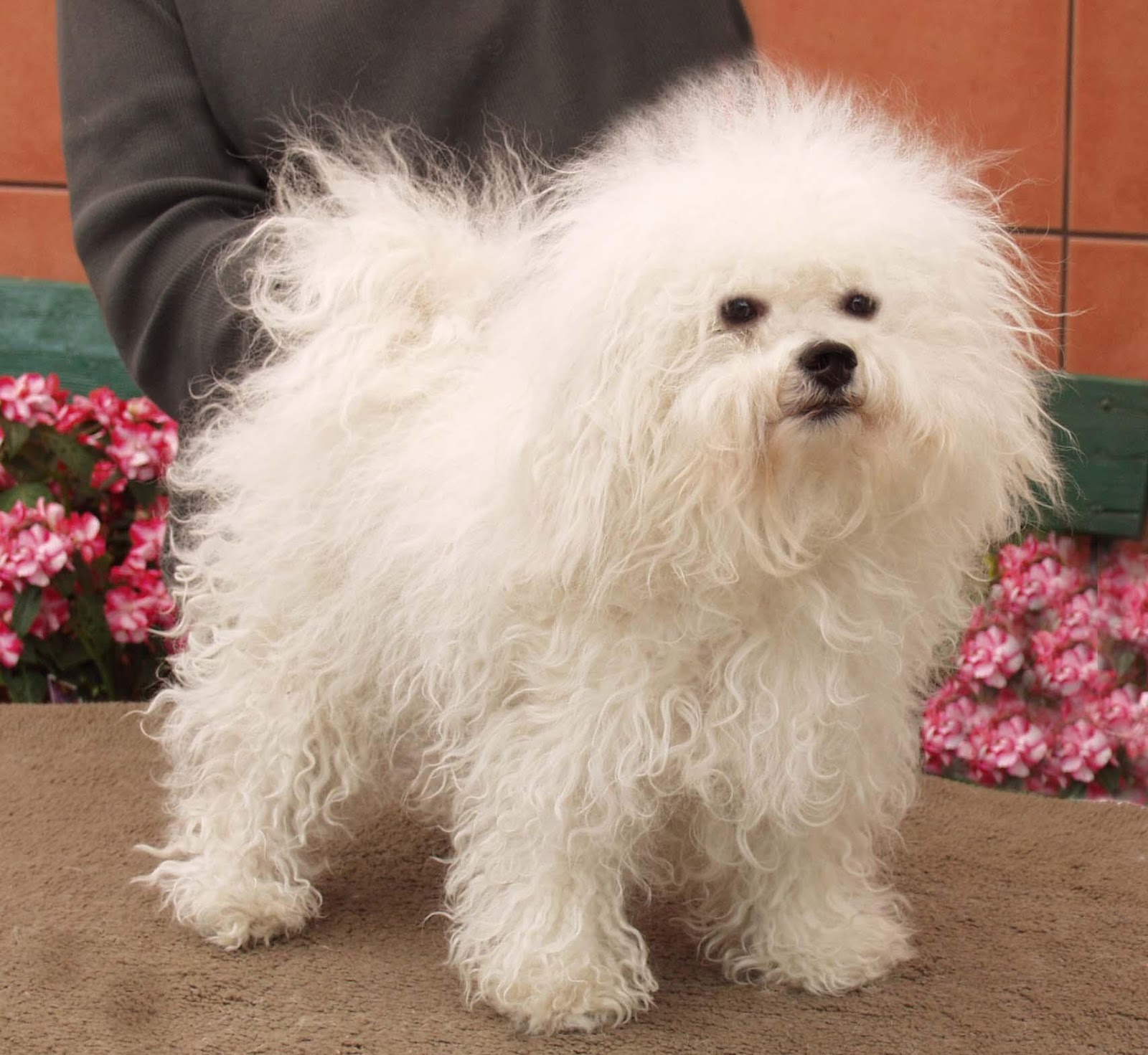 Bolognese Dog History at Mary Roquemore blog