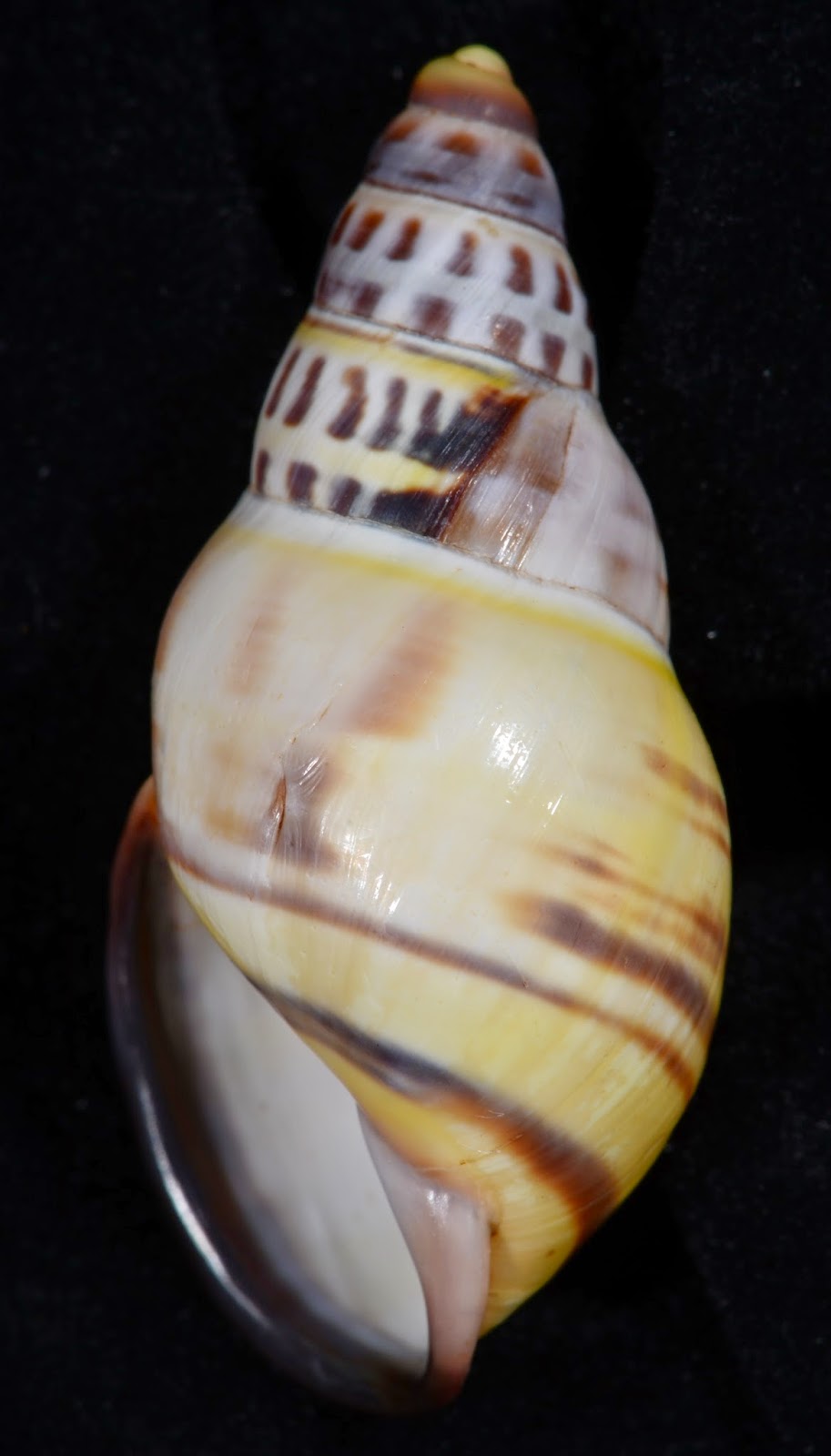 Dr. Lee's Gallery Museum: Amphidromus contrarius nikiensis 32.16mm